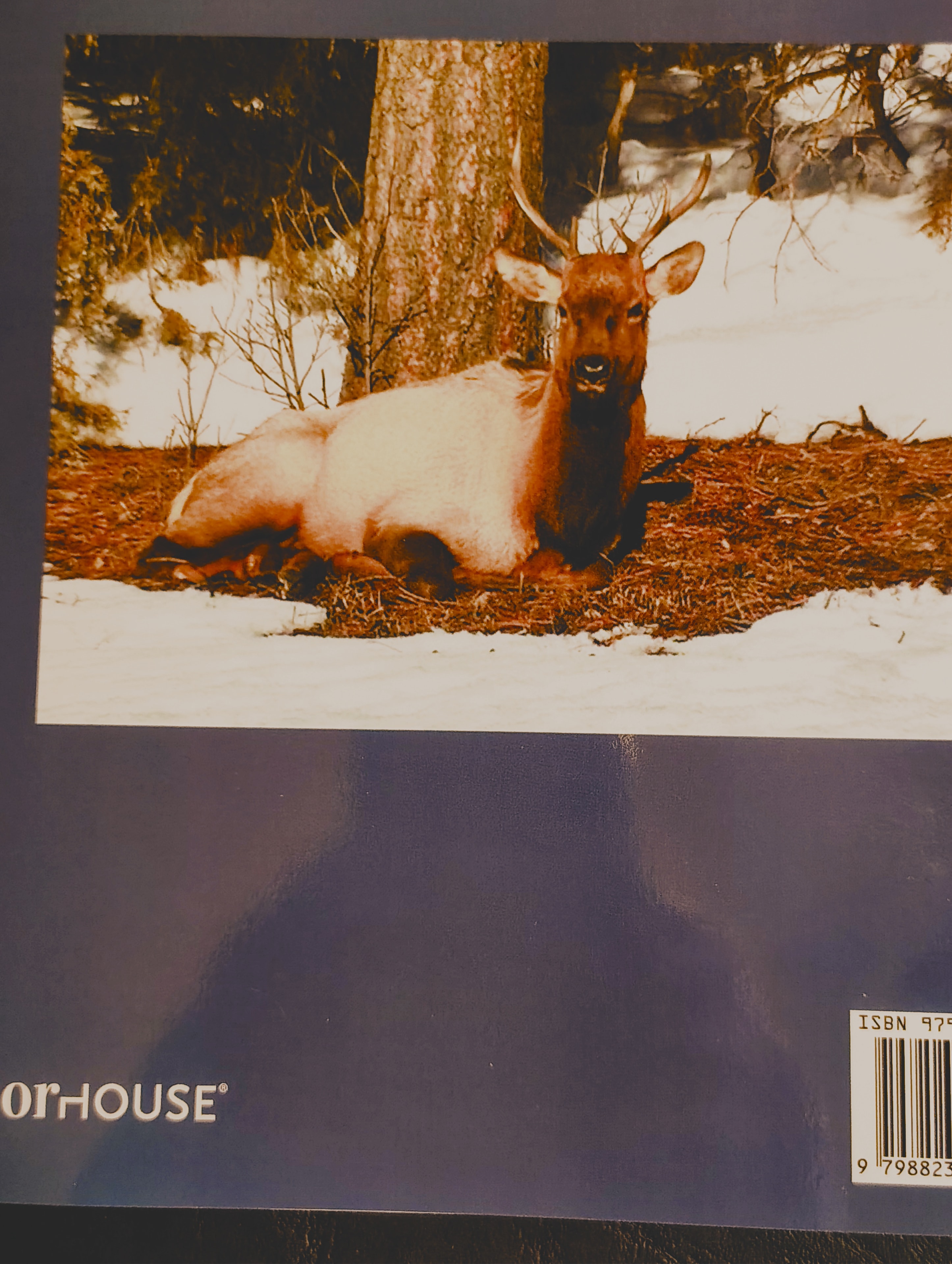 Real photo of the elk from the back cover